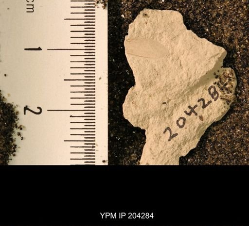 Probnis speciosa