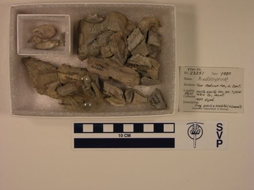 Hadrosauridae