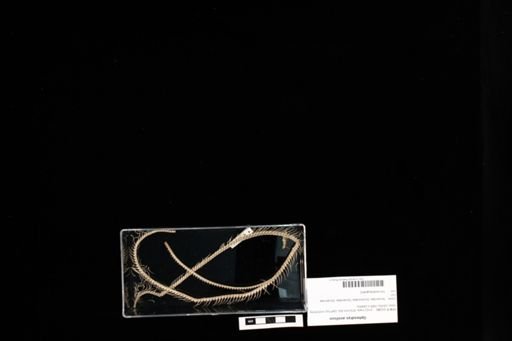 Opheodrys aestivus