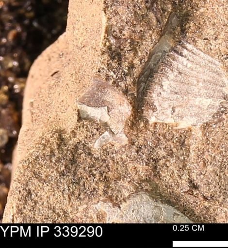 undet. Mollusca
