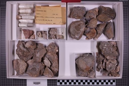 mixed taxa, stratigraphic collection