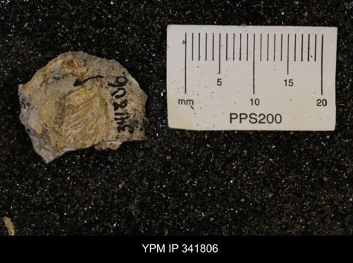 Scaphites?
