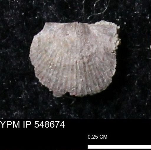 Stropheodonta perplana