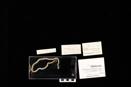 Phyllorhynchus decurtatus