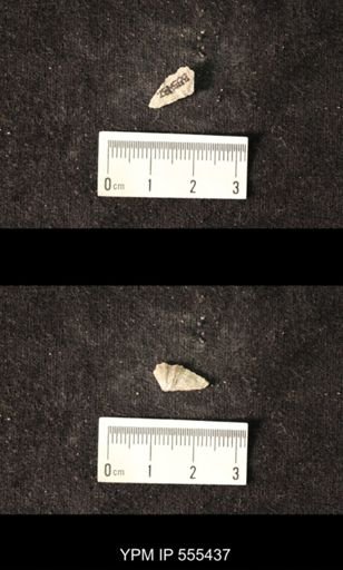 Spirifer cameratus