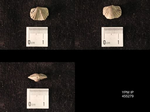 Platystrophia juvenes