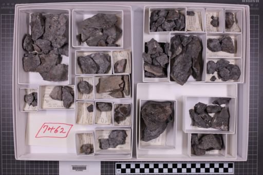 mixed taxa, stratigraphic collection
