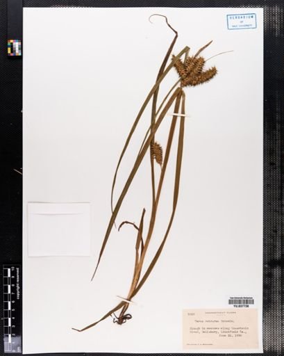 Carex retrorsa