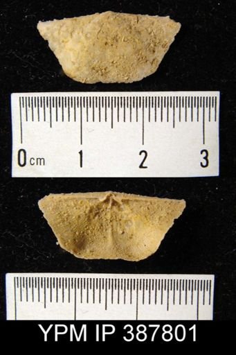 Dyoros sp.