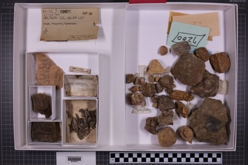 mixed taxa, stratigraphic collection