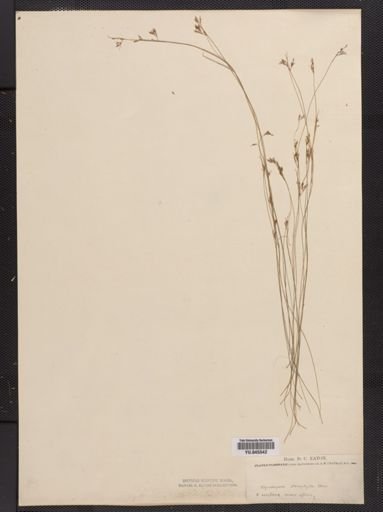 Rhynchospora