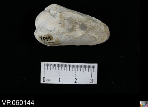 Ichnofossil (vertebrate)?