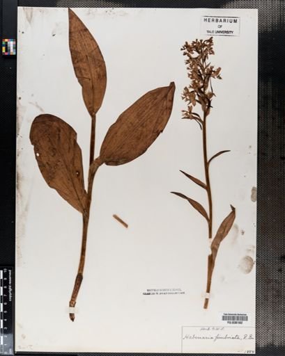 Plantae