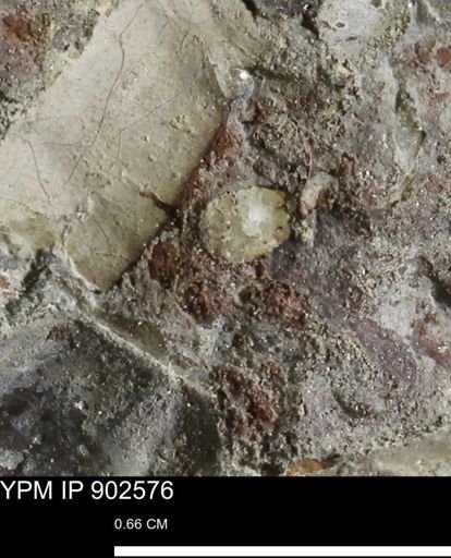 undet. Mollusca