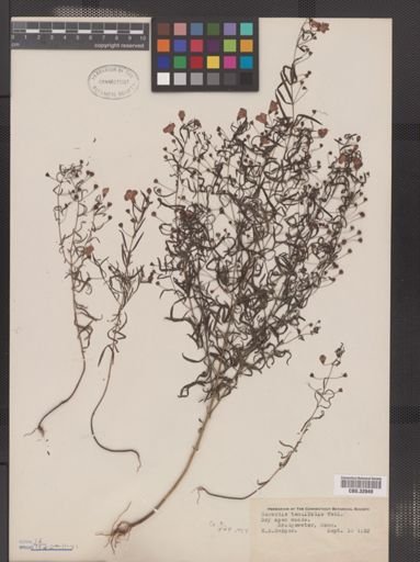 Agalinis tenuifolia