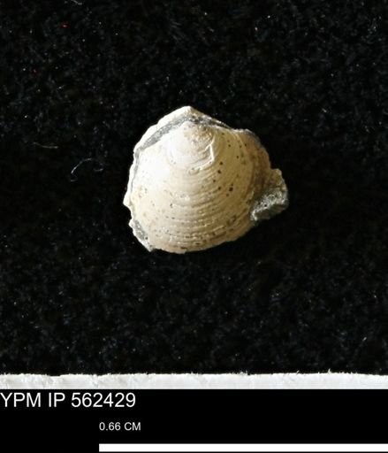 Limopsis striatopunctatus