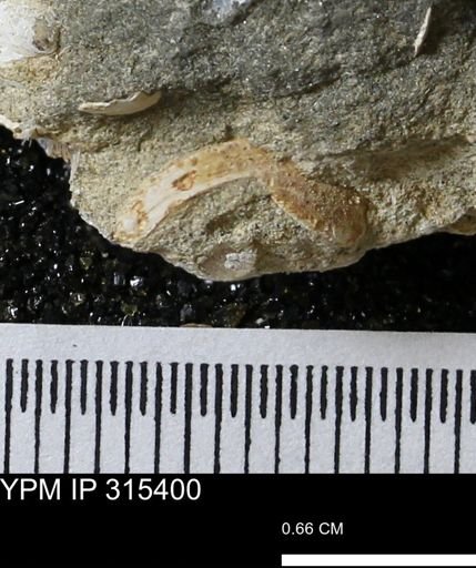 undet. Bivalvia