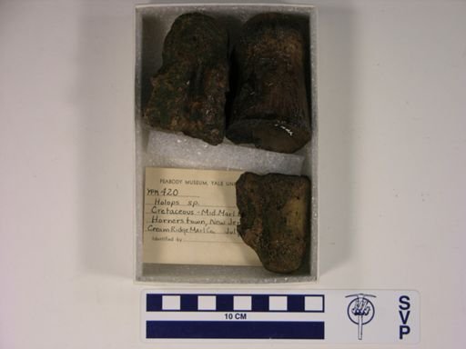 Holops sp.