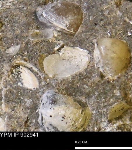 Corbulamella gregaria