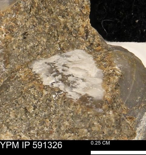 undet. Bivalvia