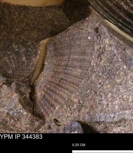 Parallelodon (Cosmetodon) sp.