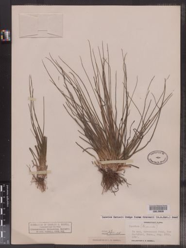 Isoetes gravesii