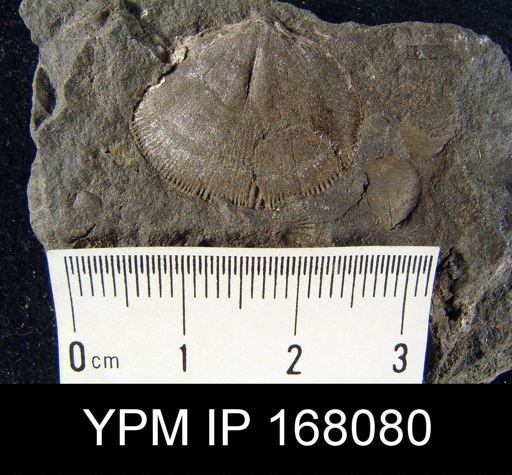 undet. Orthida