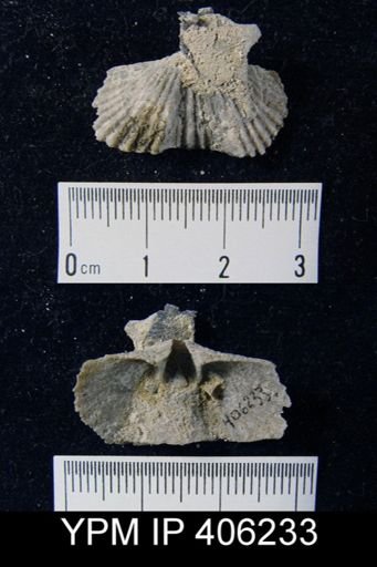 Platystrophia laticosta