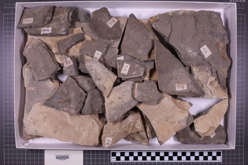 mixed taxa, stratigraphic collection