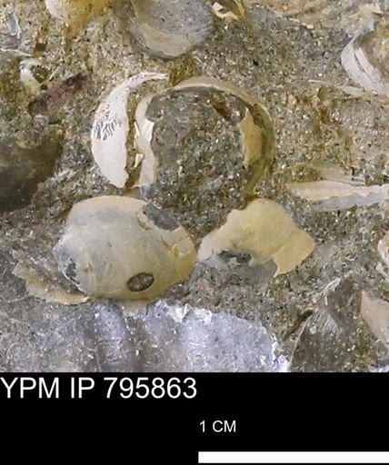 Protocardia?