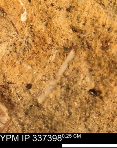 undet. Bivalvia