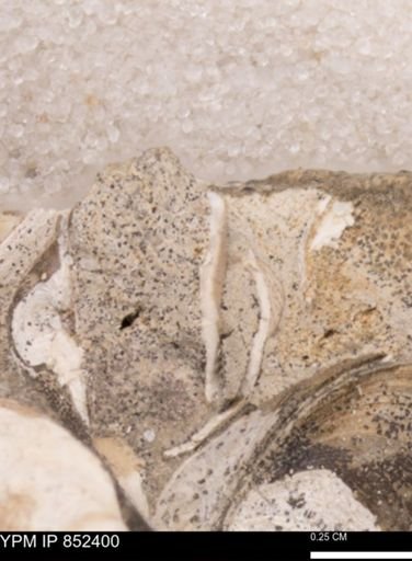 Limopsis striatopunctatus