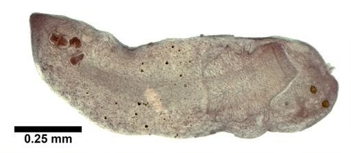 Plagiostomum whitmani