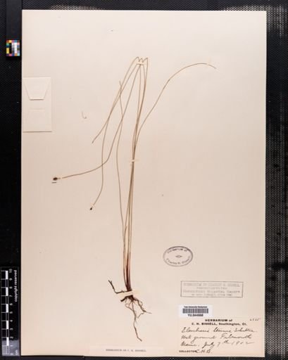 Eleocharis tenuis