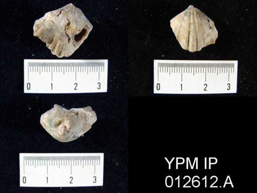 Camarophoria venusta