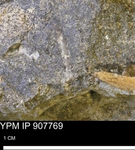 undet. Mollusca