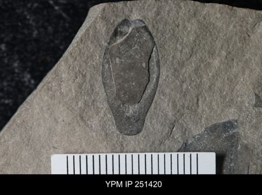 undet. Eurypterida