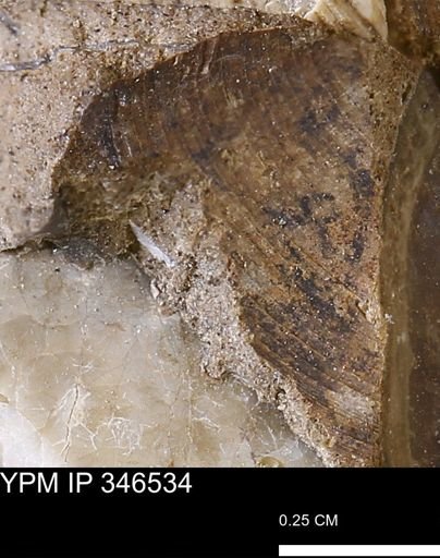Limopsis striatopunctatus