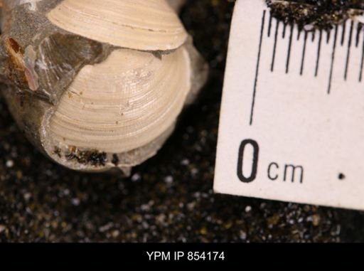 Limopsis striatopunctatus