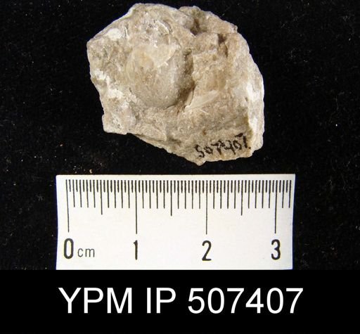 Nucleospira