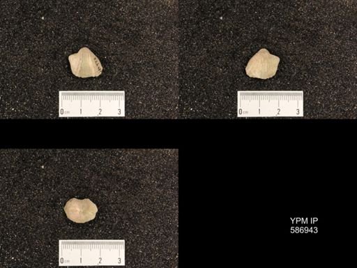 Rhynchotrema capax