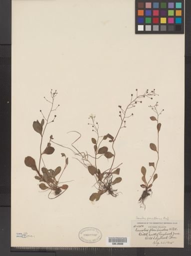 Plantae