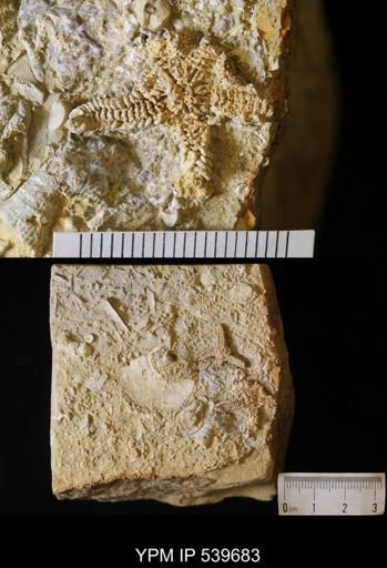 Cholaster whitei