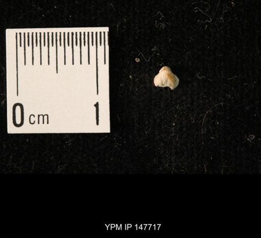 Ambocoelia planoconvexa
