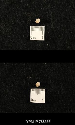 taxon undetermined
