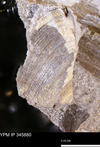 Limopsis striatopunctatus