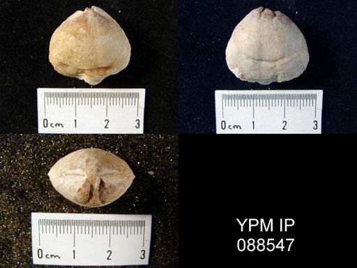 Meristina cf. obtusa