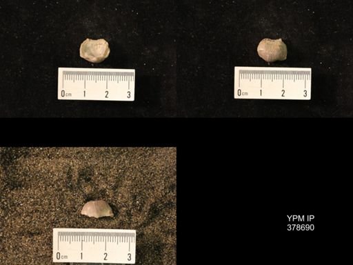 Marginifera wabashensis