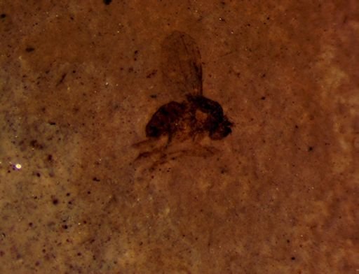 Hymenoptera?