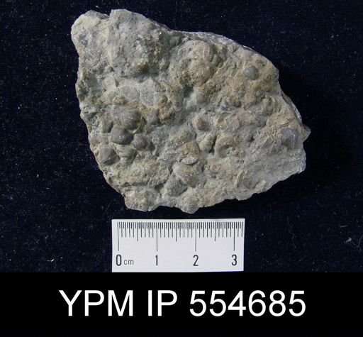 Hyattidina congesta junea